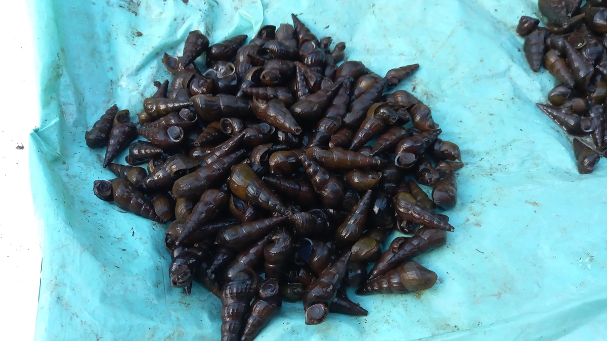 হার্ট অ্যাটাক থেকে বাঁচাবে এই শামুক!