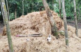 ফেনীতে খড়ের গাদায় চাপা পড়ে দুই শিশুসহ মায়ের মৃত্যু