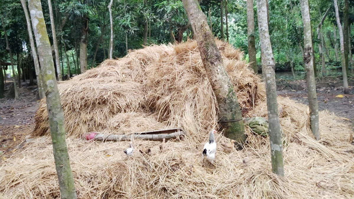 ফেনীতে খড়ের গাদায় চাপা পড়ে দুই শিশুসহ মায়ের মৃত্যু
