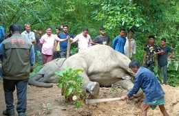 কাপ্তাই রাইখালীতে বন্য হাতির মৃত্যু