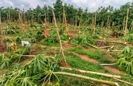 মিশ্র ফলজ বাগানের সাথে এ কেমন  শত্রুতা…..