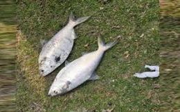 নোয়াখালীতে পুকুরে ধরা পড়ল ১০ রুপালি ইলিশ