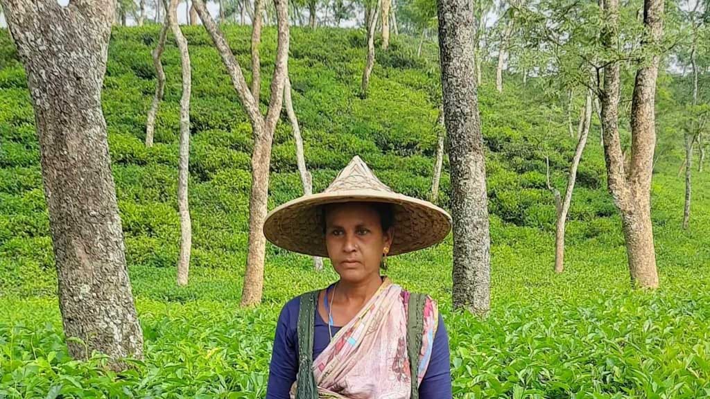 শ্রেষ্ট চা পাতা চয়নকারী ফটিকছড়ির জেসমিন